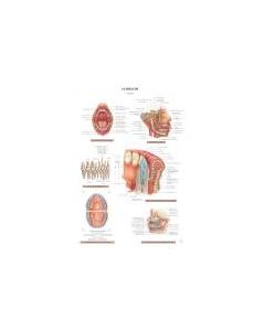 Planche d'anatomie. 13. La bouche