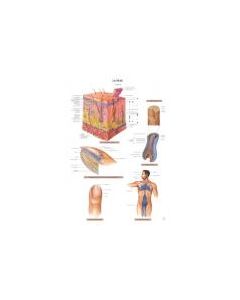 Planche d'anatomie. 23. La peau