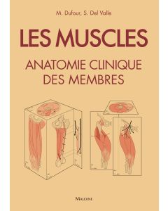 Les muscles : anatomie clinique des membres