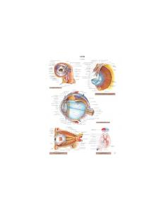 Planche d'anatomie. 19 : L'oeil
